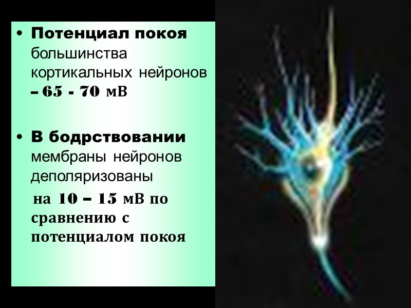 Потенциал покоя  большинства кортикальных нейронов – 65 - 70 мВ   В